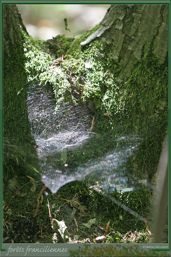 20060528_img_6518