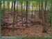 20031102_stcucufa_foretsidf_021