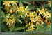 20050521_thoiry_foretsidf_008