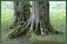 20050612_foretsidf_001