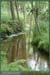 20050612_rambouillet_foretsidf_026