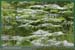 20050612_rambouilletforetsidf_017