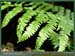 20050612_stleu_foretsidf_016