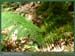 20050625_isleadam_foretsidf_015
