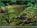 20050626_stcloud_foretsidf_013