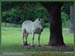 20050702_stcloud_foretsidf_012