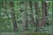 20050925_foretsidf_033