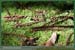 20050925_foretsidf_037
