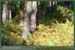20050925_foretsidf_038