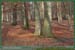 20060115_forêtdestgermain_1