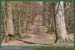 20060417_foretsidf_049