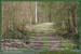 20060417_foretsidf_054