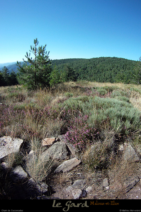 20130811_malonsetelze_chamdecessenades1