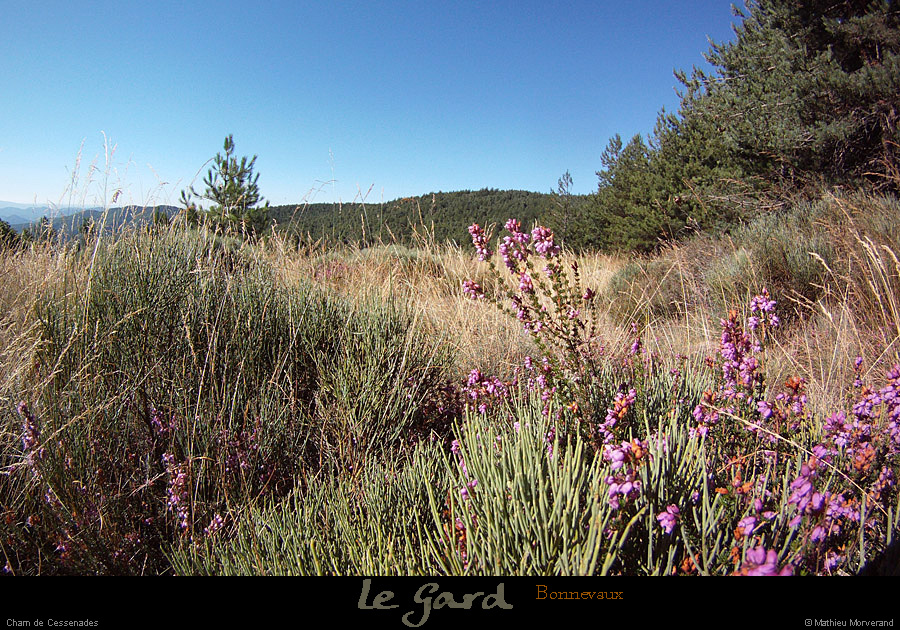 20130811_malonsetelze_chamdecessenades2