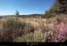 20130811_malonsetelze_chamdecessenades2