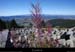 20100911_mtlozere_cornichedusouteyran_finiels5