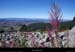 20100911_mtlozere_cornichedusouteyran_finiels6