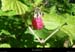 20110804_cubierettes_boisdecubierettes_framboise