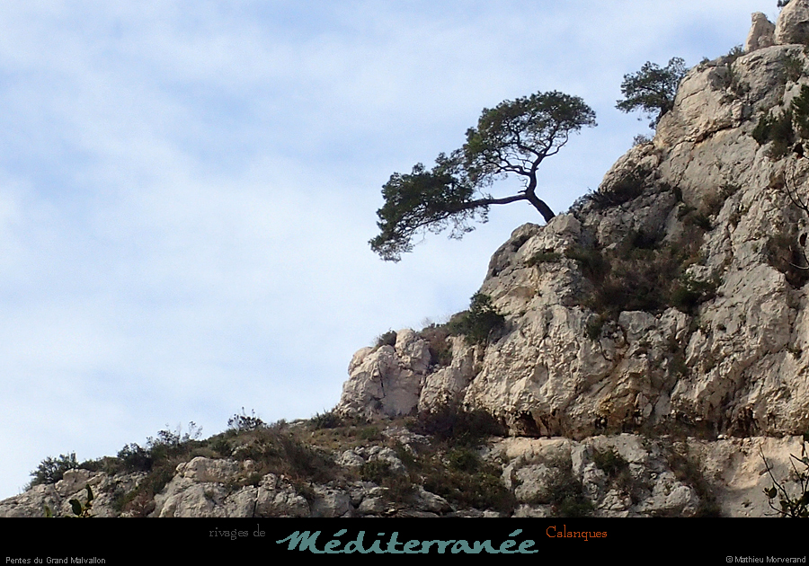 20190310_cal_malvallongrand