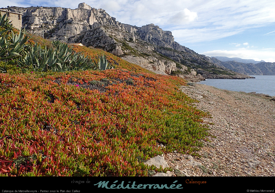 20190310_cal_marseilleveyre_rivage1