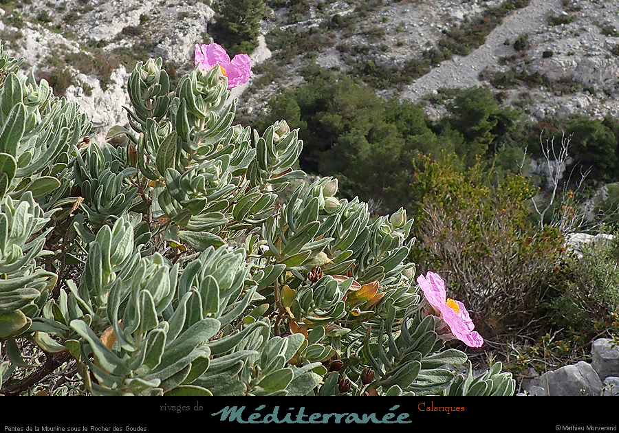 20190310_cal_mounine_vallonssrochergoudes2
