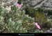 20190310_cal_mounine_vallonssrochergoudes2