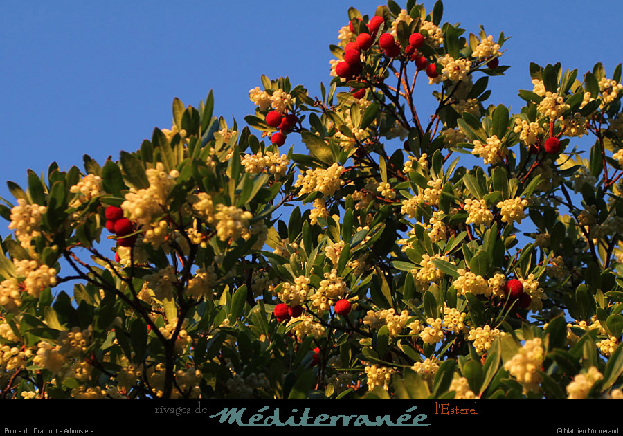 20111222_esterel_dramont_pentesarbousiers1