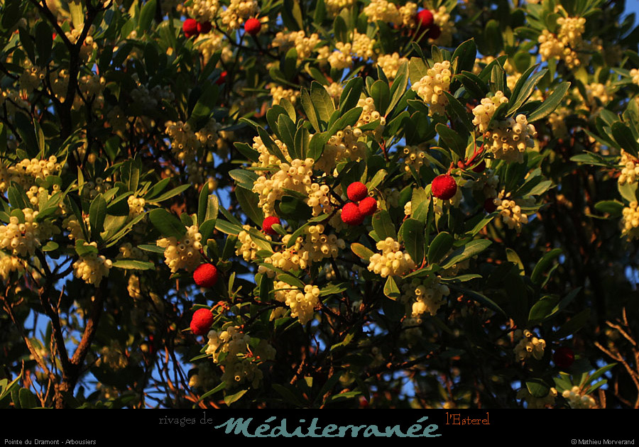 20111222_esterel_dramont_pentesarbousiers2
