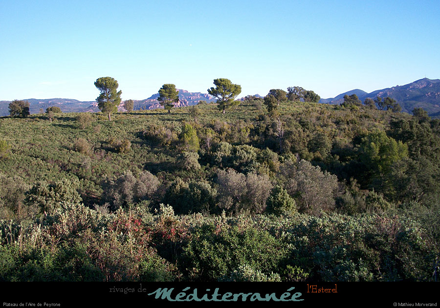 20111222_esterel_plateaudairepeyronne2