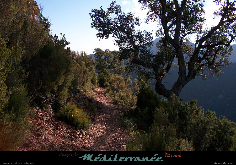 20111223_esterel_cheminducoldeslentisques2