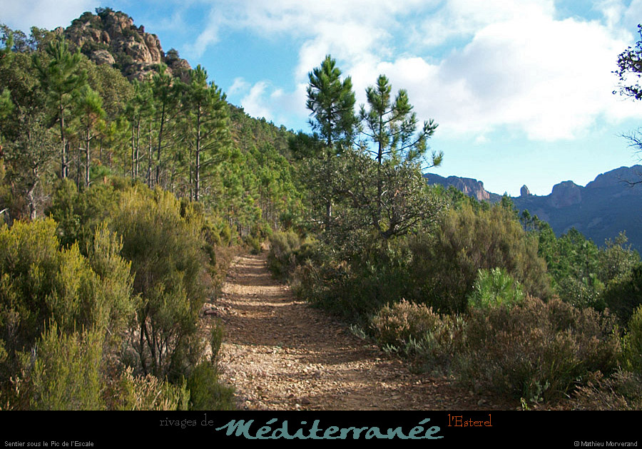 20111223_esterel_cheminsslepicdelescale