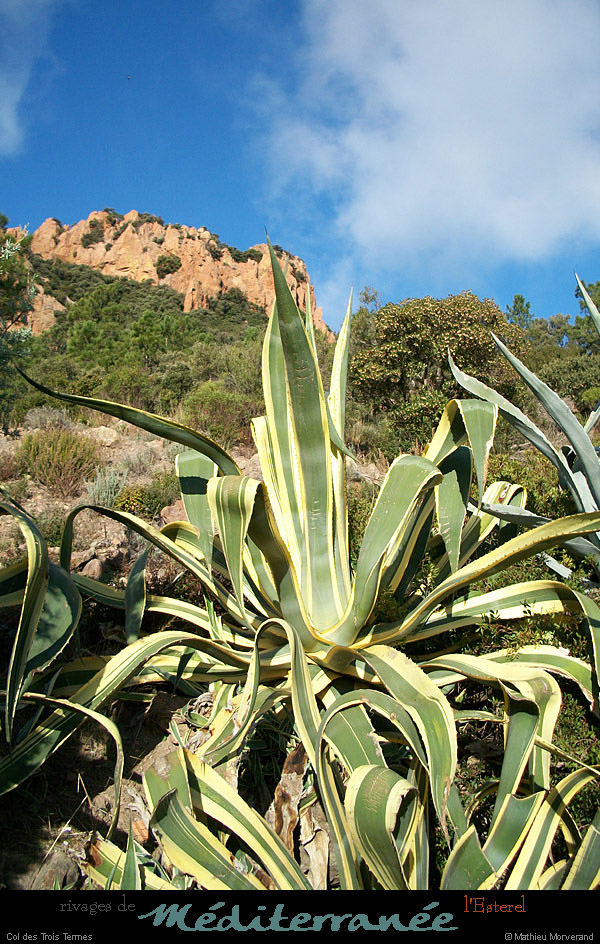 20111223_esterel_coldes3termes1