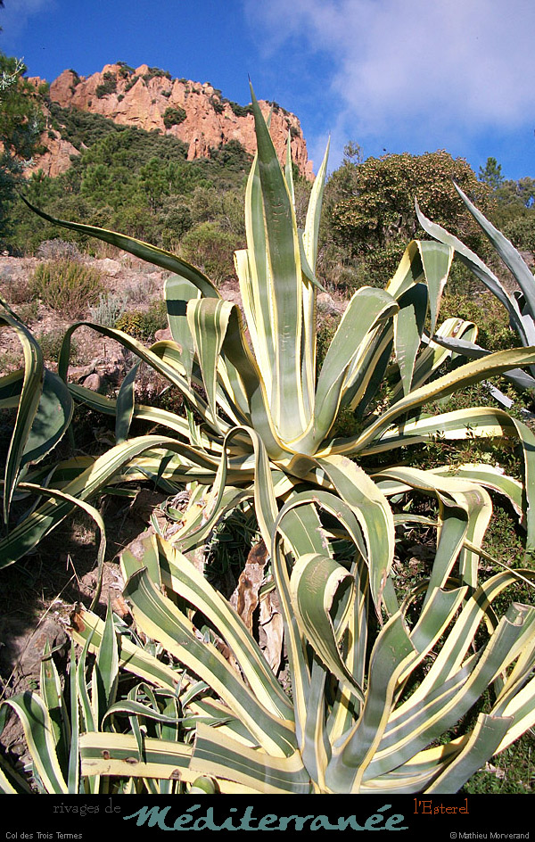 20111223_esterel_coldes3termes2