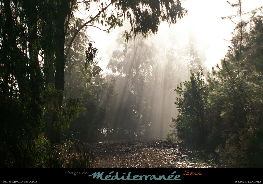 20111223_esterel_pistedumamelondesaulnes1