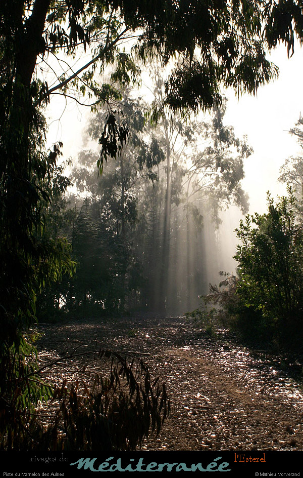 20111223_esterel_pistedumamelondesaulnes2