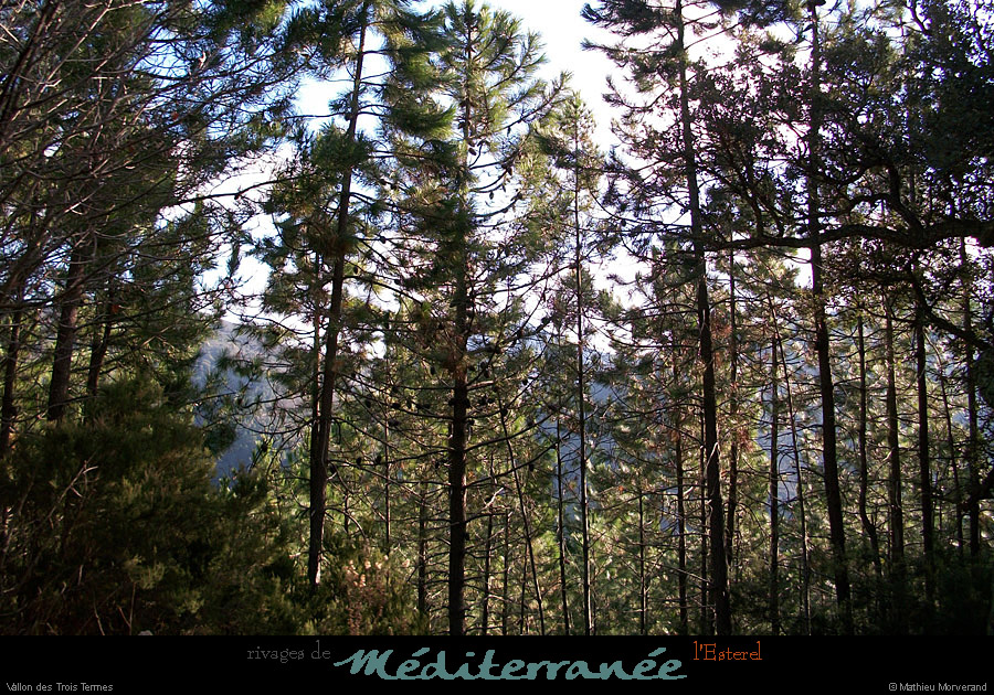 20111223_esterel_vallondestroistermes