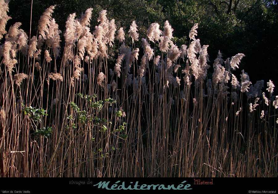 20120117_esterel_vallondegardevieille