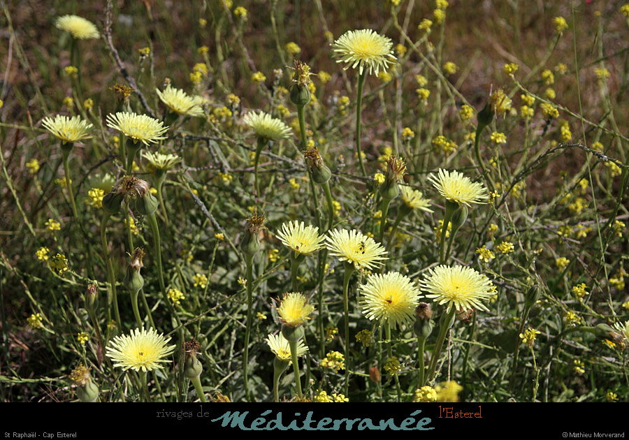 20120517_straphael_capesterel_fleurs1