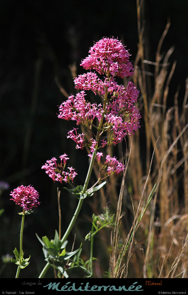 20120517_straphael_capesterel_fleurs2