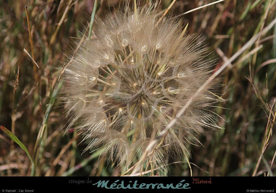 20120517_straphael_capesterel_fleurs3