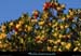 20111222_esterel_dramont_pentesarbousiers1