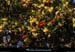 20111222_esterel_dramont_pentesarbousiers2