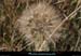 20120517_straphael_capesterel_fleurs3