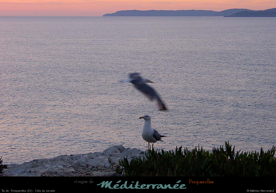 20010613_porquerolles_goelands_1