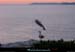 20010613_porquerolles_goelands_1