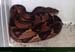 20141228_37bothropsatrox 