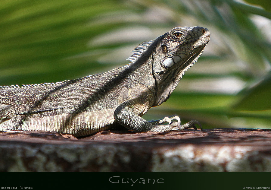 20141226_15iguane