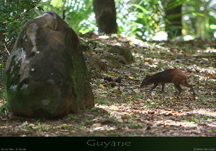 20141226_45agouti