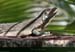 20141226_15iguane