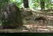 20141226_45agouti